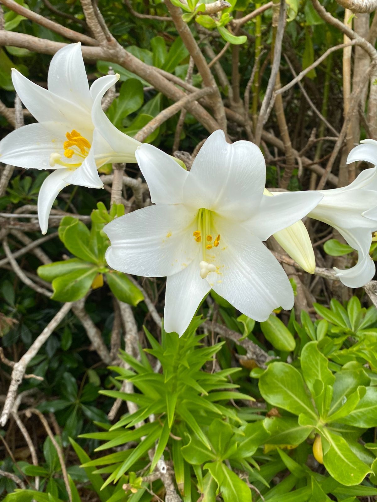 沖縄旅行
●残波岬の灯台
●残波岬
●残波岬に咲いていたユリの花

ひとり...