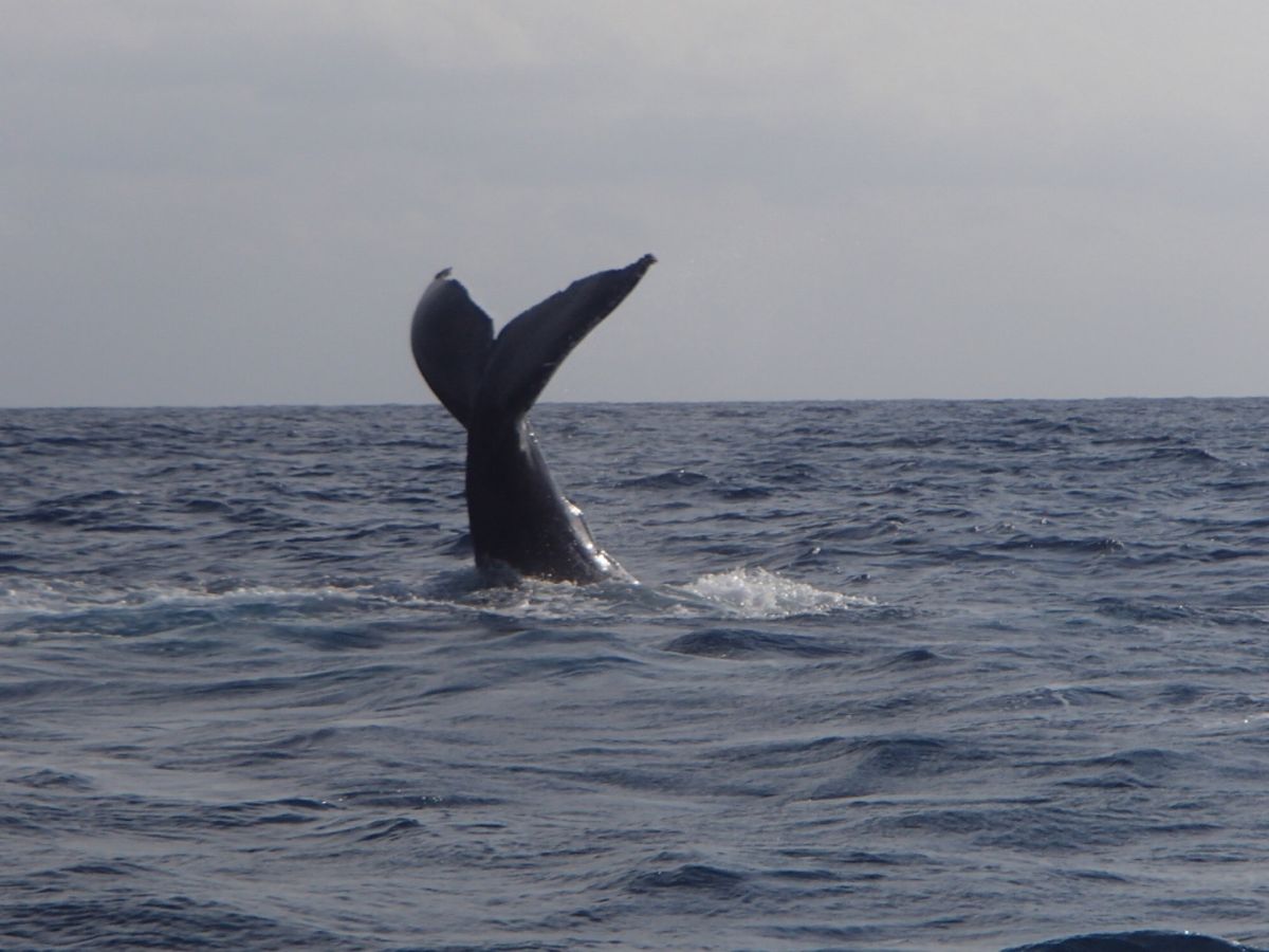 夜は沖縄の友達と部屋飲み
日中は観光で久高島とホエールウォッチング