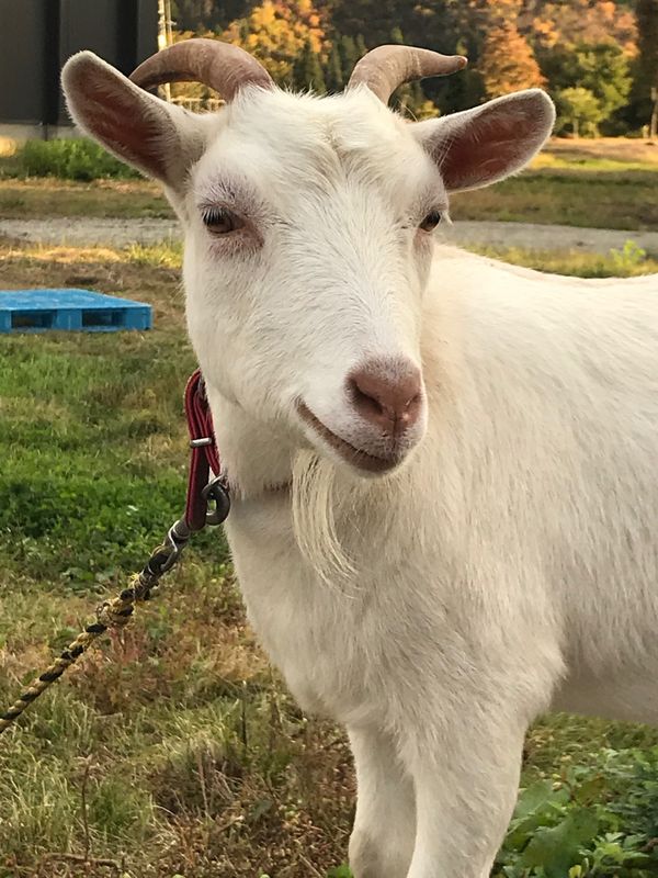 日本・新潟県「魚沼」の写真：熊出没でマラソン大会中止に…
マラソン合...