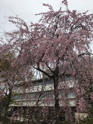 お花見ランニングからの飲み会