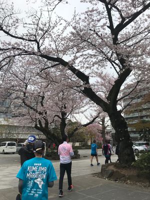 お花見ランニングからの飲み会