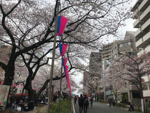 お花見ランニングからの飲み会