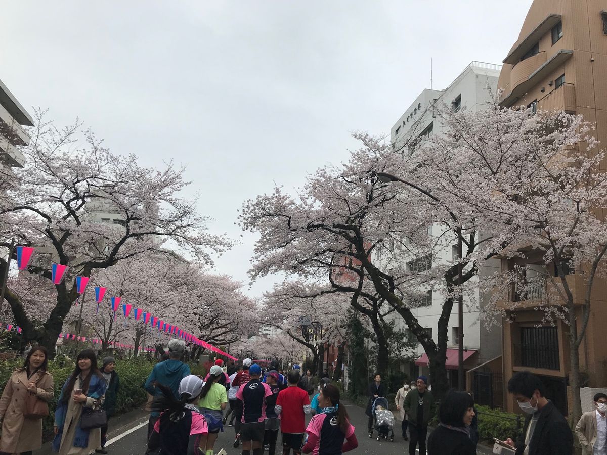お花見ランニングからの飲み会