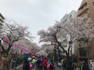 お花見ランニングからの飲み会