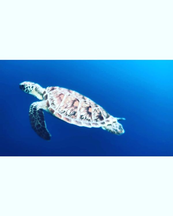 日本・石垣島「石垣島」の写真：2022年1月1日
大崎ビーチでシュノー...