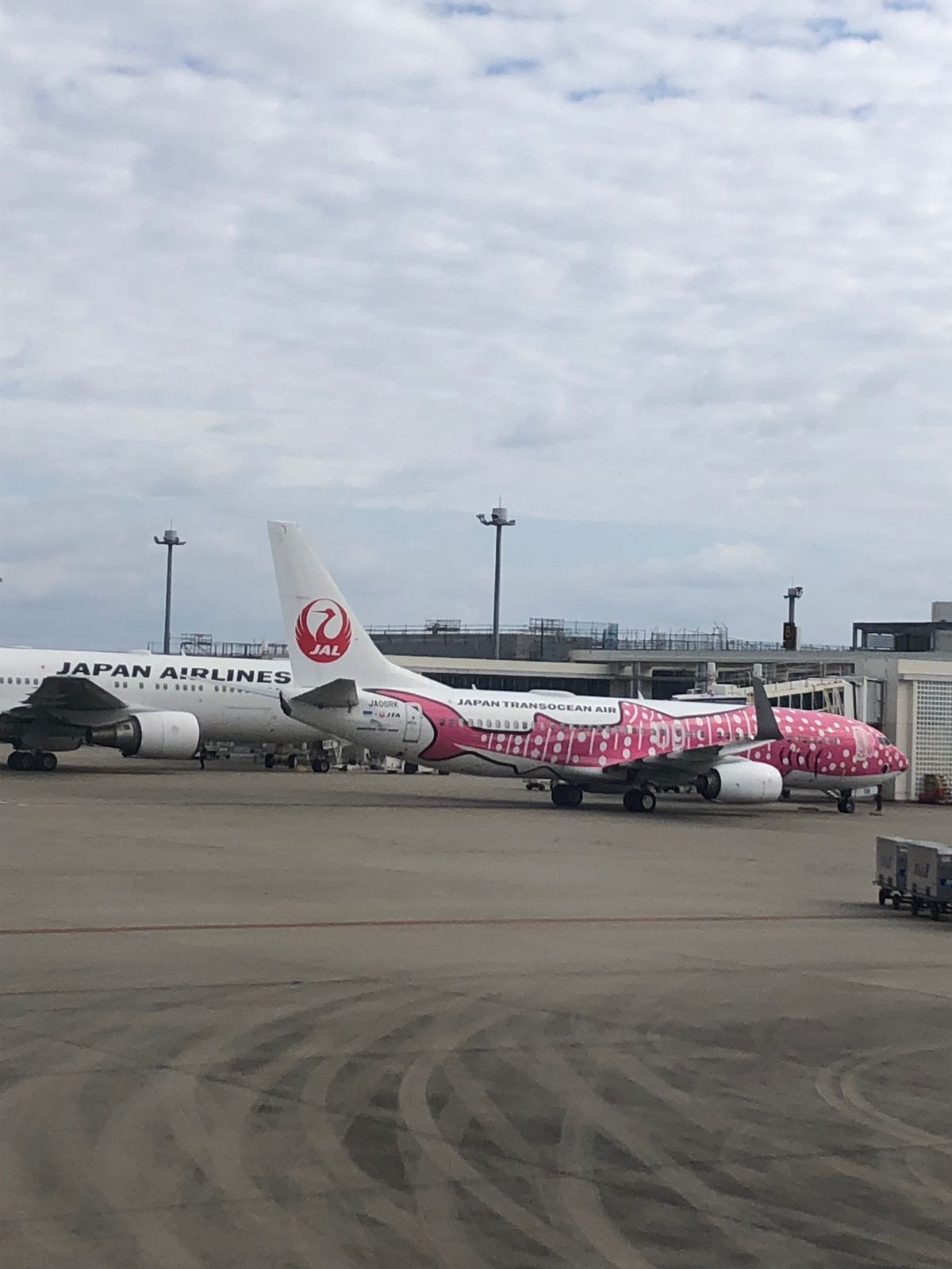 南ぬ島石垣空港で、サクラジンベイに遭遇。
またすぐ会えますかねー。
朝から...