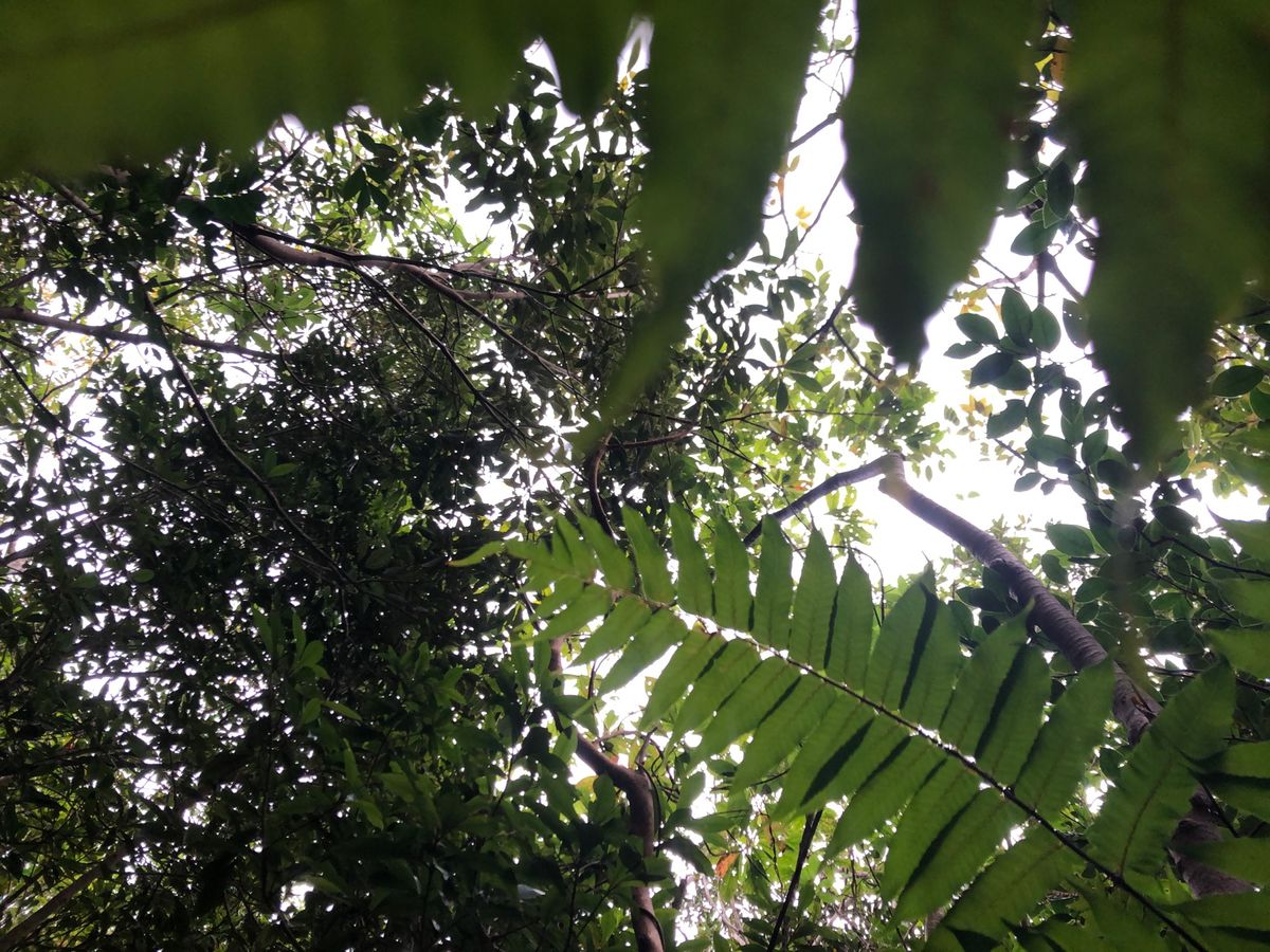 2021年12月27日　くもり
今日は海は寒そうだったので、於茂登岳に登る...