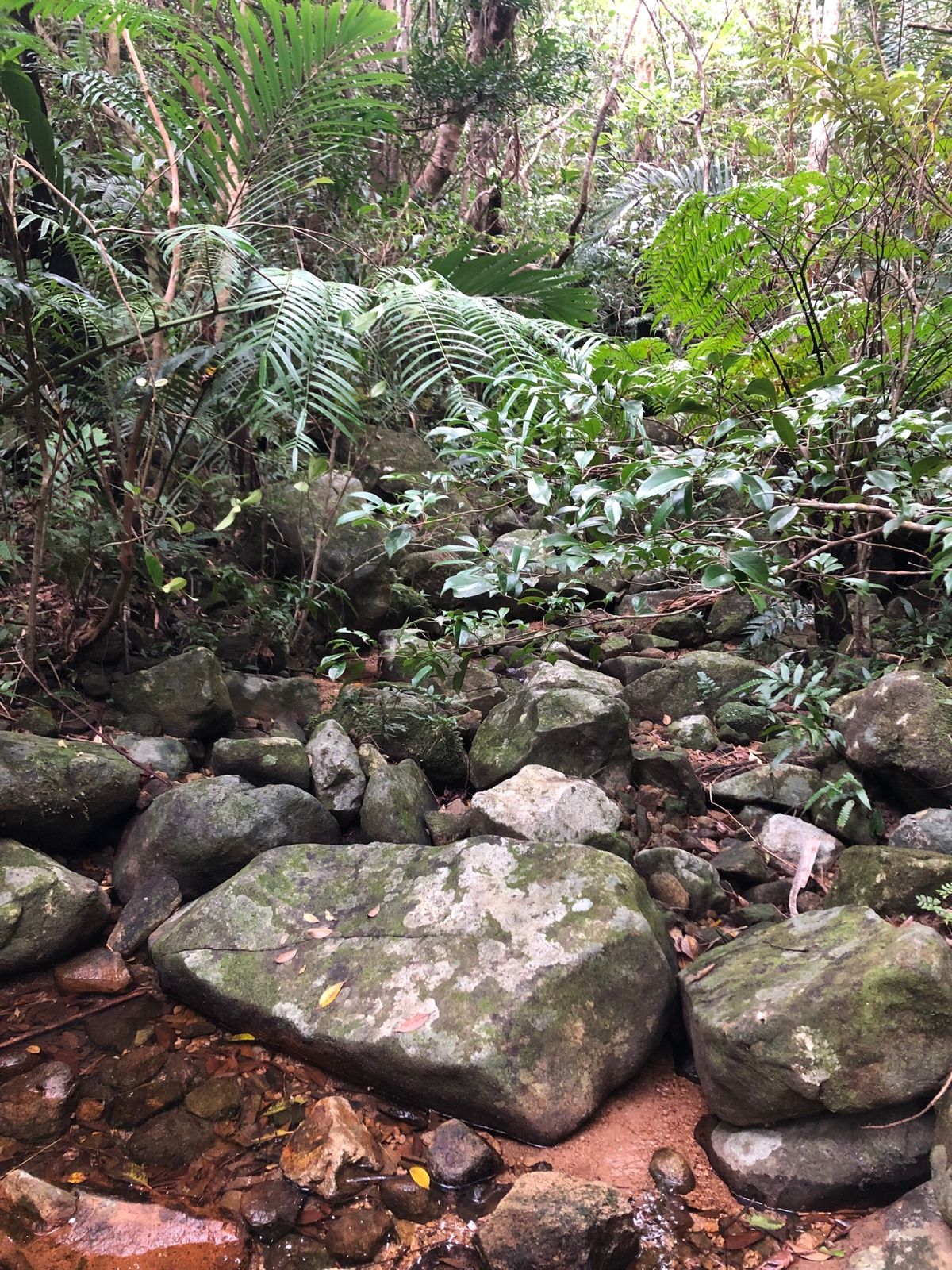 2021年12月27日　くもり
今日は海は寒そうだったので、於茂登岳に登る...