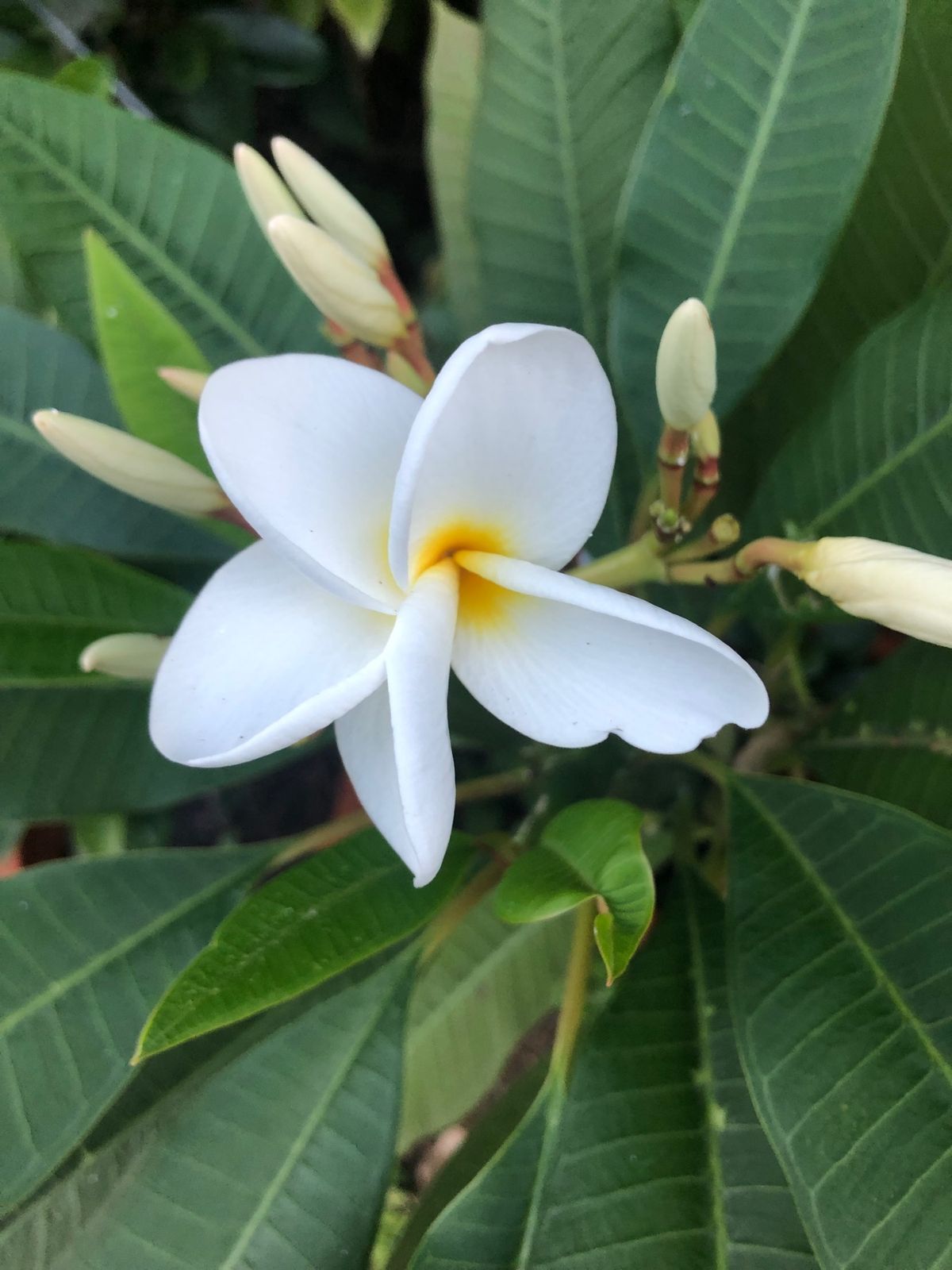 2021年12月29日　晴れ
ゆらてぃく市場にお買い物。
ピーチパインあり...