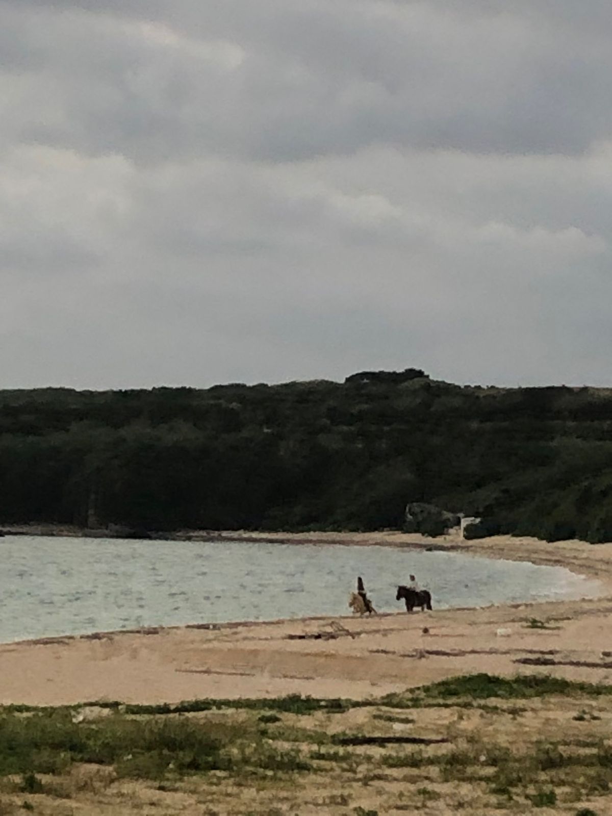 初日の出を見るために、明石海岸に。
この入り口を抜ければ海。
馬も見にきて...