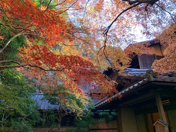 日本・京都市「2021 紅葉　京都　瑠璃光院」の写真