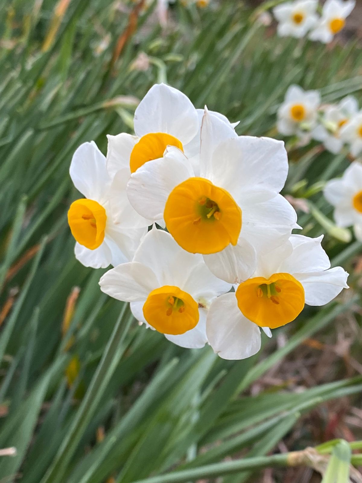 お昼は15時になったので館山のくるまやラーメンさん🍜
美味しくいただきまし...