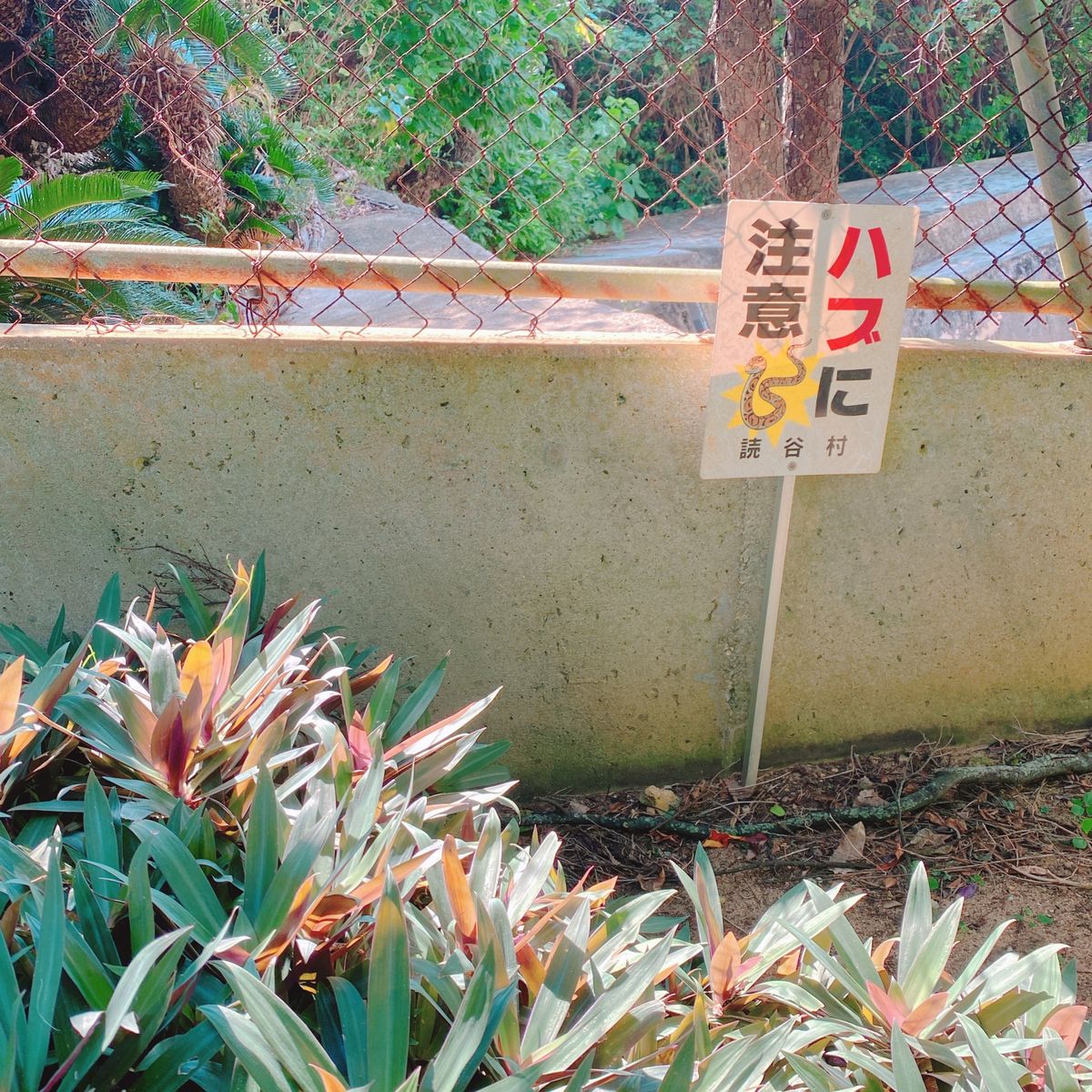 11st Nov. 2021 pic📷

石垣島に少しだけ住んでいたことが...