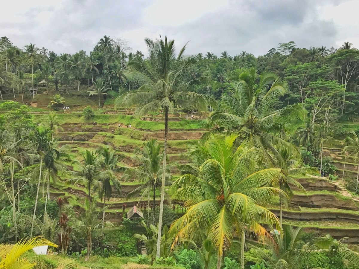 30th Jun. 2017 pic📷

Rice Terrace🌾
ライ...