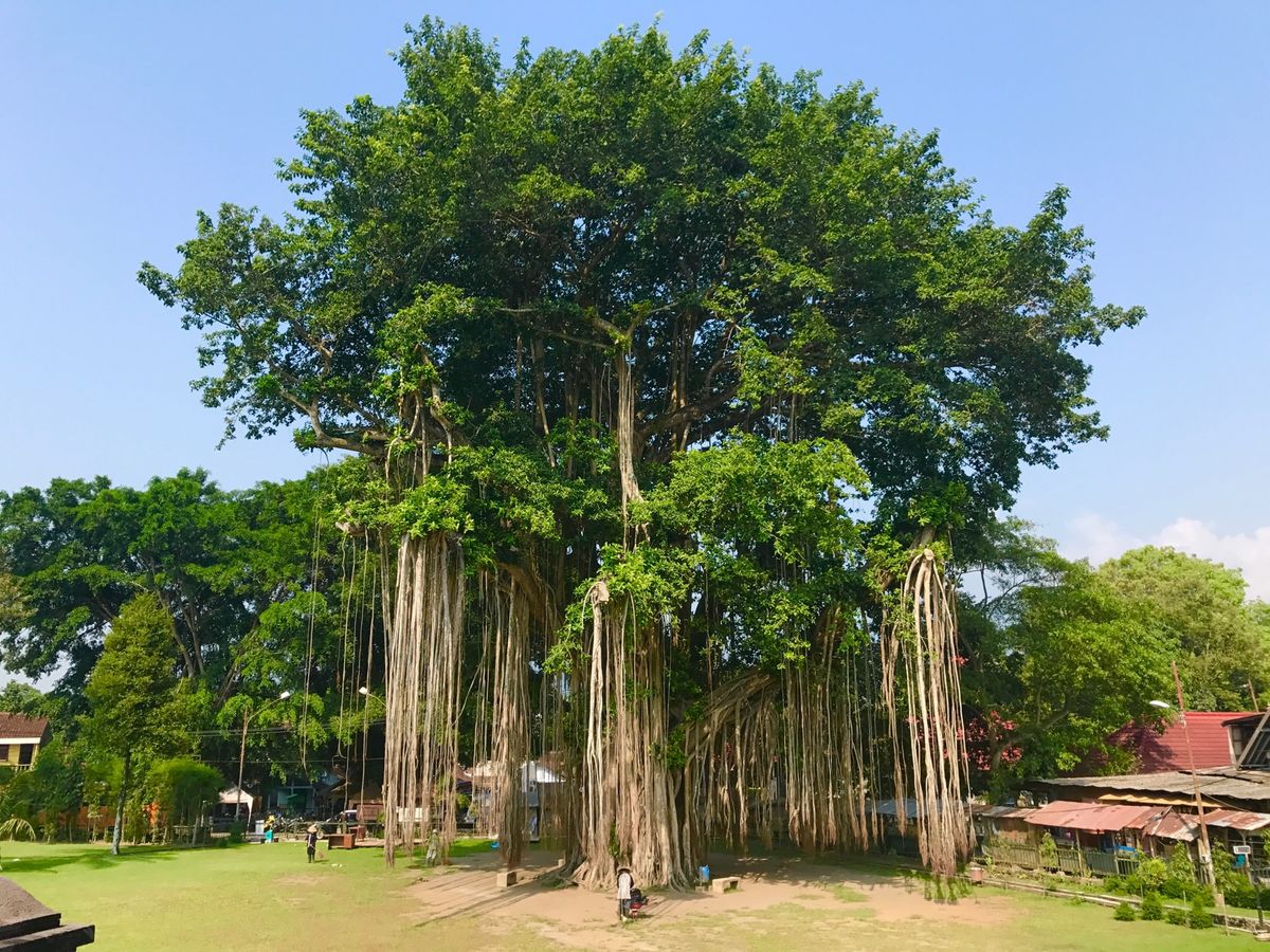 3rd Jul. 2017 pic📷

Candi Mendut
ムンドゥ...