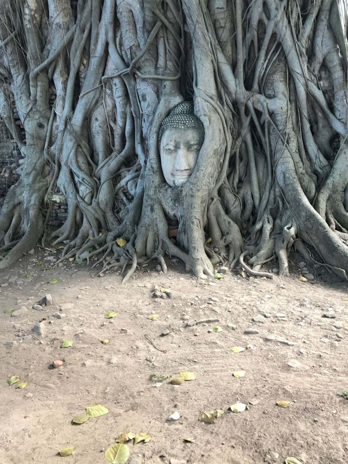 遺跡編

歴史を感じました。
ガイドさんの説明があると理解が深まる。
アユ...