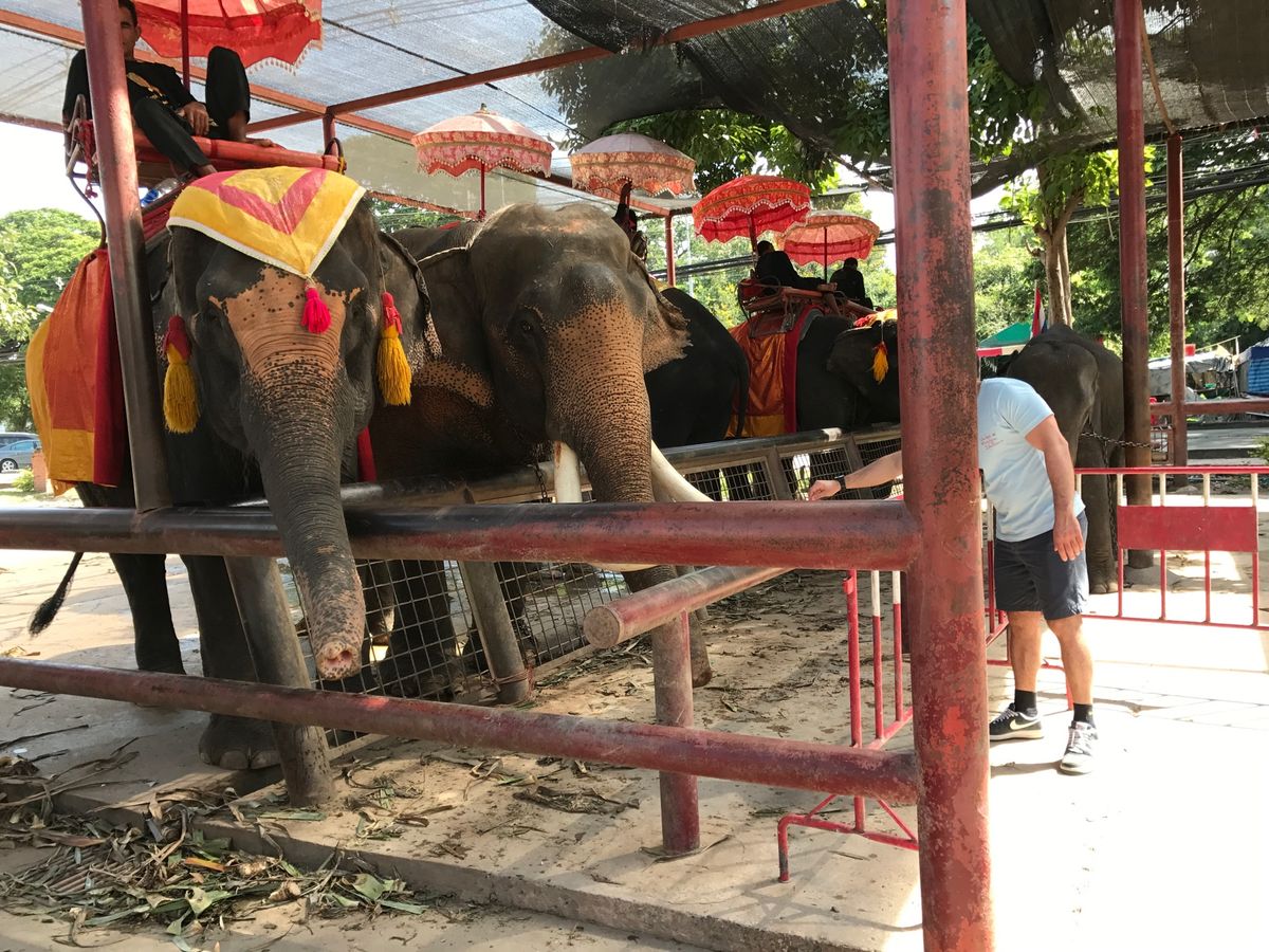 アユタヤ編
念願の水上マーケット＆象乗り🐘
これだけはツアーに参加しました🤗