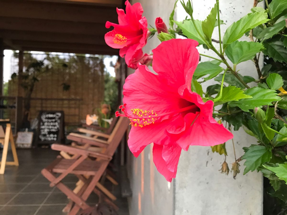 土花土花という海が見える開放的なカフェ☕️