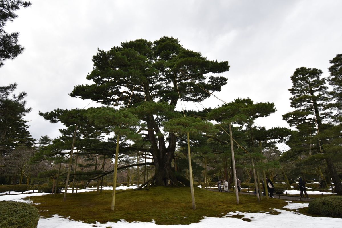 兼六園！
もうちょっと雪が欲しい！