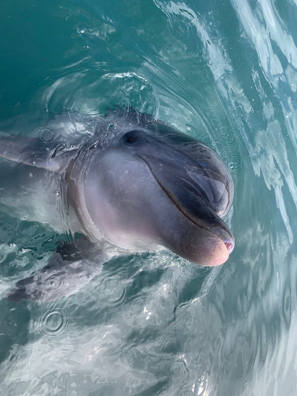 日本・伊豆「夢のイルカと泳ぐ🐬旅」の写真：幸せ🥰🥰🥰🐬