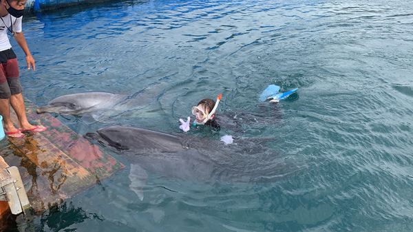 日本・伊豆「夢のイルカと泳ぐ🐬旅」の写真