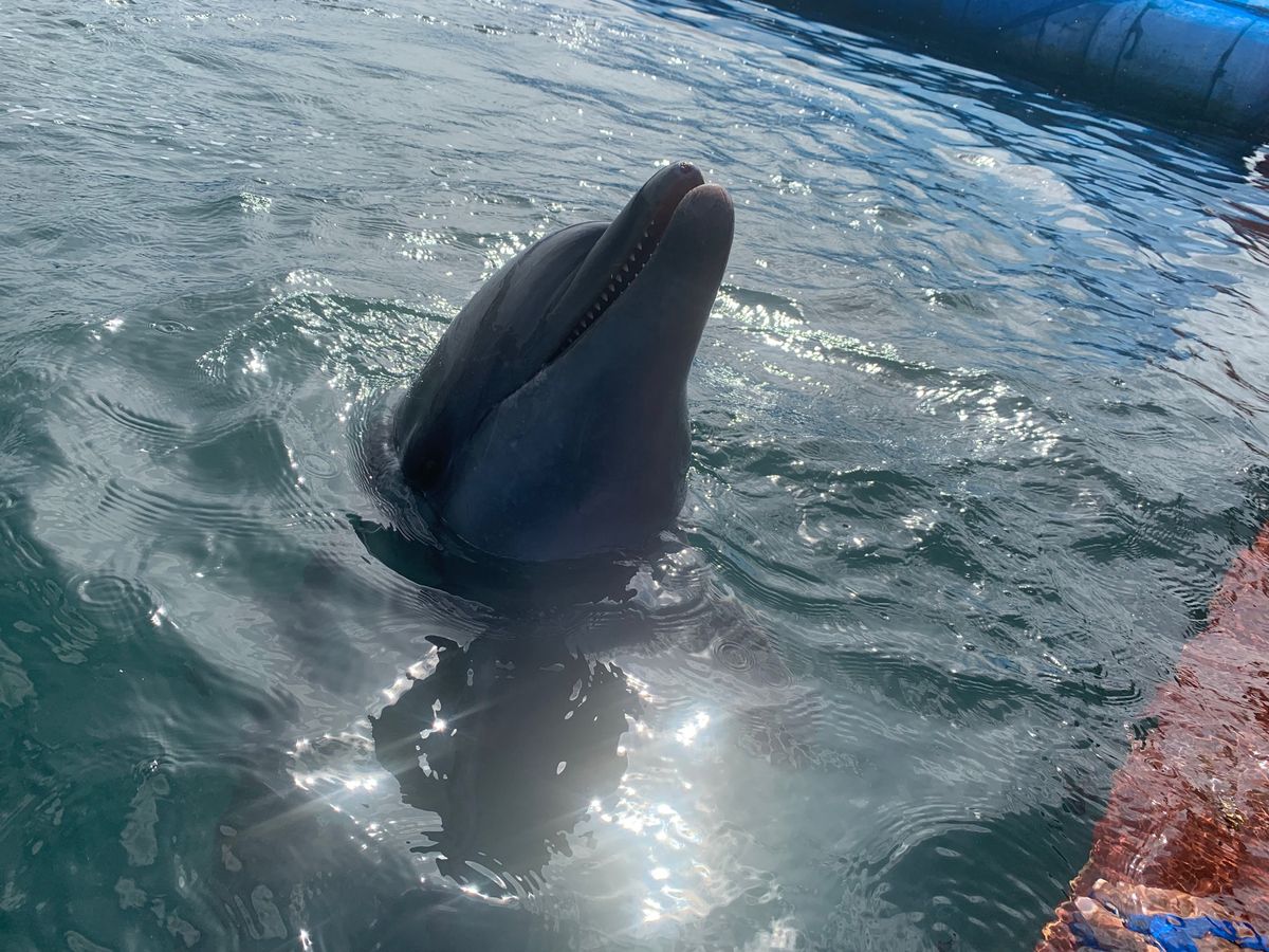 幸せ🥰🥰🥰🐬