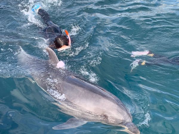 日本・伊豆「夢のイルカと泳ぐ🐬旅」の写真