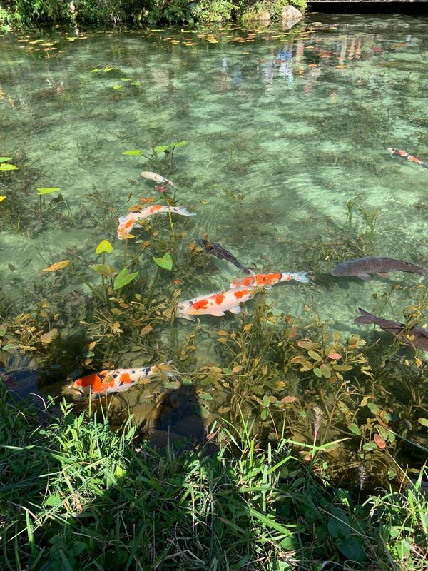 日本・岐阜県「岐阜県」の写真