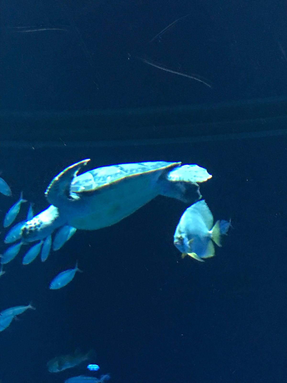 20221.2
#イーアス沖縄豊崎
#DMMかりゆし水族館