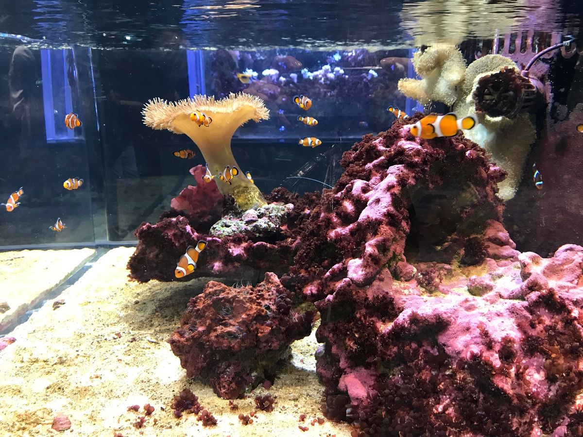 20221.2
#イーアス沖縄豊崎
#DMMかりゆし水族館