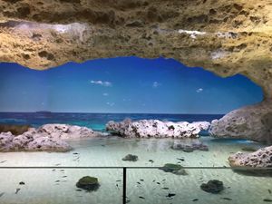2022.1.2
#イーアス沖縄豊崎
#DMMかりゆし水族館