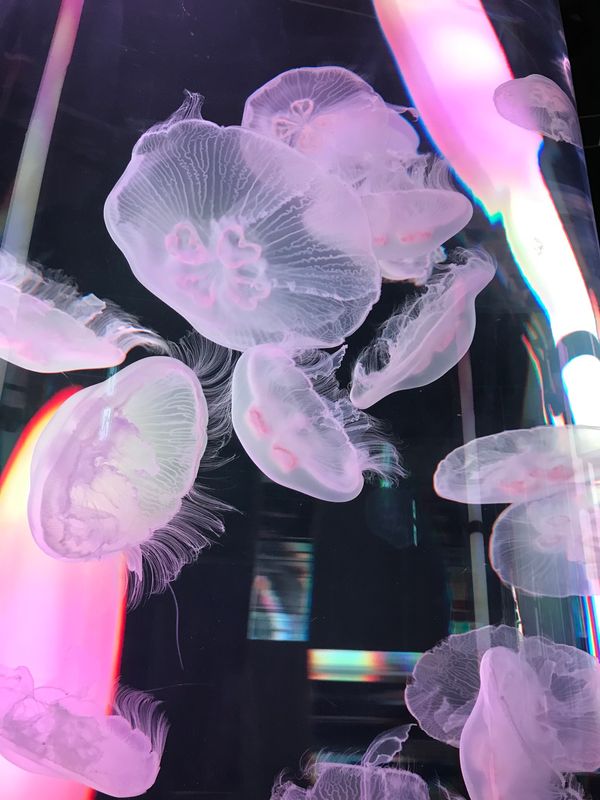 日本・沖縄「家族旅行in沖縄🌺」の写真：20221.2
#イーアス沖縄豊崎
#D...