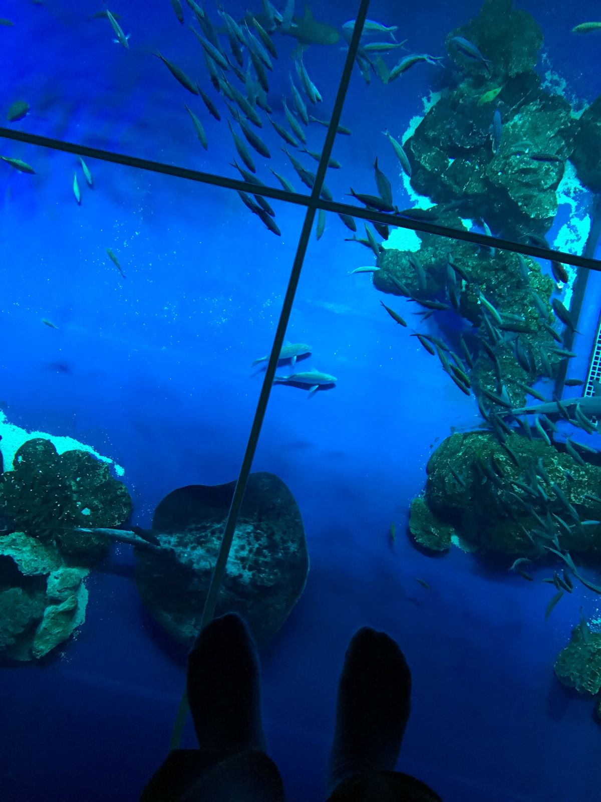 2022.1.2
#イーアス沖縄豊崎
#DMMかりゆし水族館