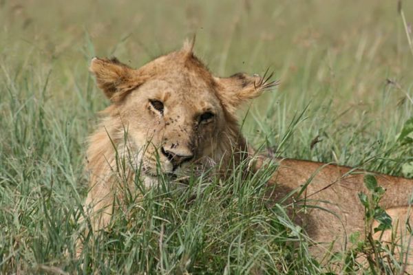 タンザニア連合共和国「ケニア（サファリ）の旅」の写真