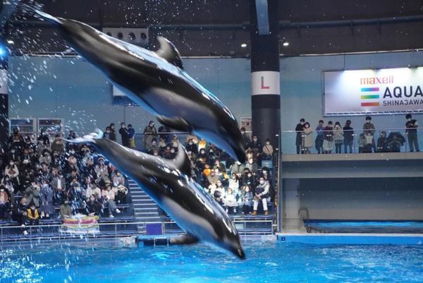 日本「都心で満喫 海の世界🐠」の写真