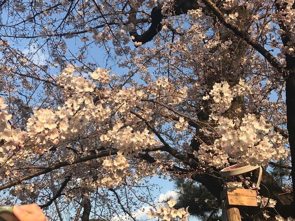 日本・東京都「ハトバスツアー」の写真
