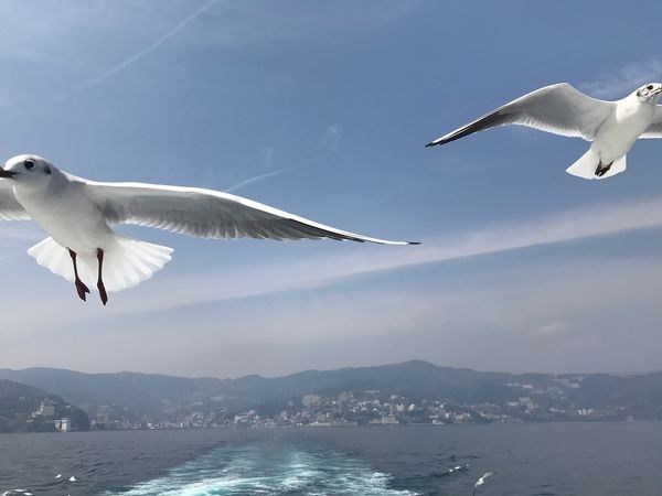 日本・熱海「熱海 初島」の写真