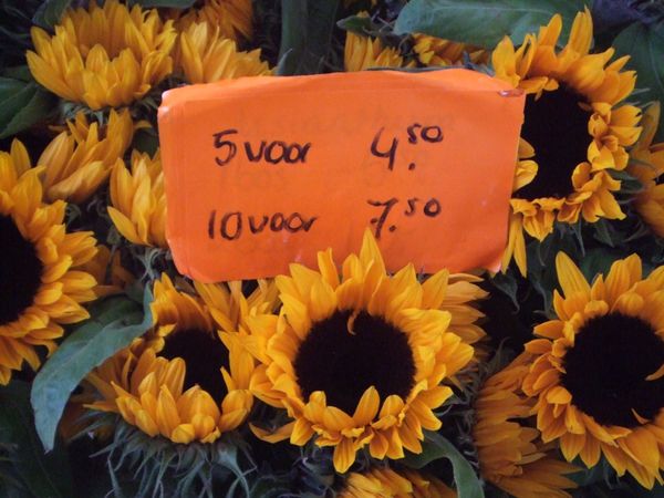 オランダ・アムステルダム「Amsterdam」の写真