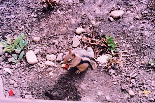カナダ・カルガリー「Calgary, Alberta, Canada」の写真