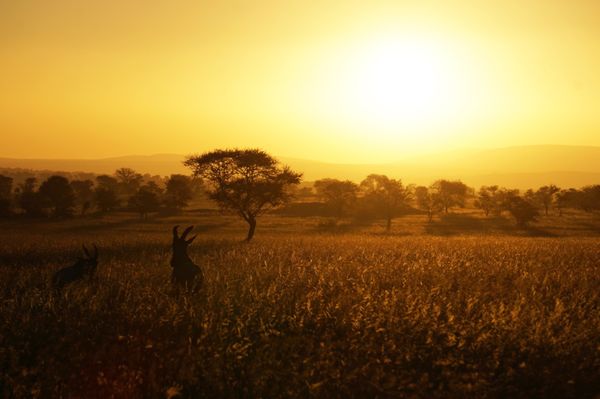 タンザニア連合共和国・ケニア「Beautiful Tanzania🦁」の写真