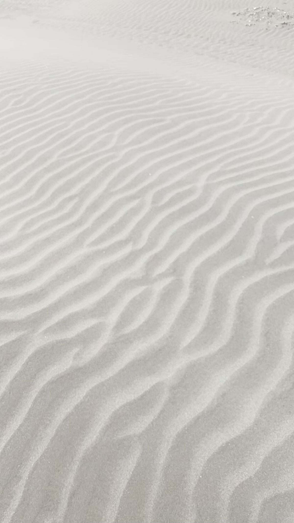 九十九里の砂浜
いさりび食堂
鰯の刺身と鯵フライ
うどん入りの鰯のつみれ汁