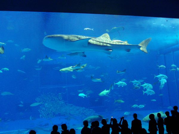 日本・沖縄県「沖縄旅行」の写真