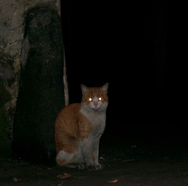 リトアニア・クライペダ「関空→ヴィルニス→クライペダ→ ヴィルニス→ワルシャワ→ グダンスク→ ワルシャワ→ ヴィルニス→ ワルシャワ→ 関空」の写真