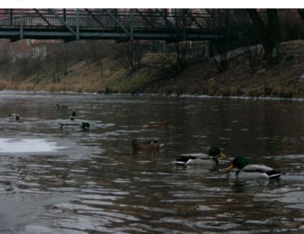 リトアニア・クライペダ「関空→ヴィルニス→クライペダ→ ヴィルニス→ワルシャワ→ グダンスク→ ワルシャワ→ ヴィルニス→ ワルシャワ→ 関空」の写真：2007年12月25日から29日。ヴィルニス。