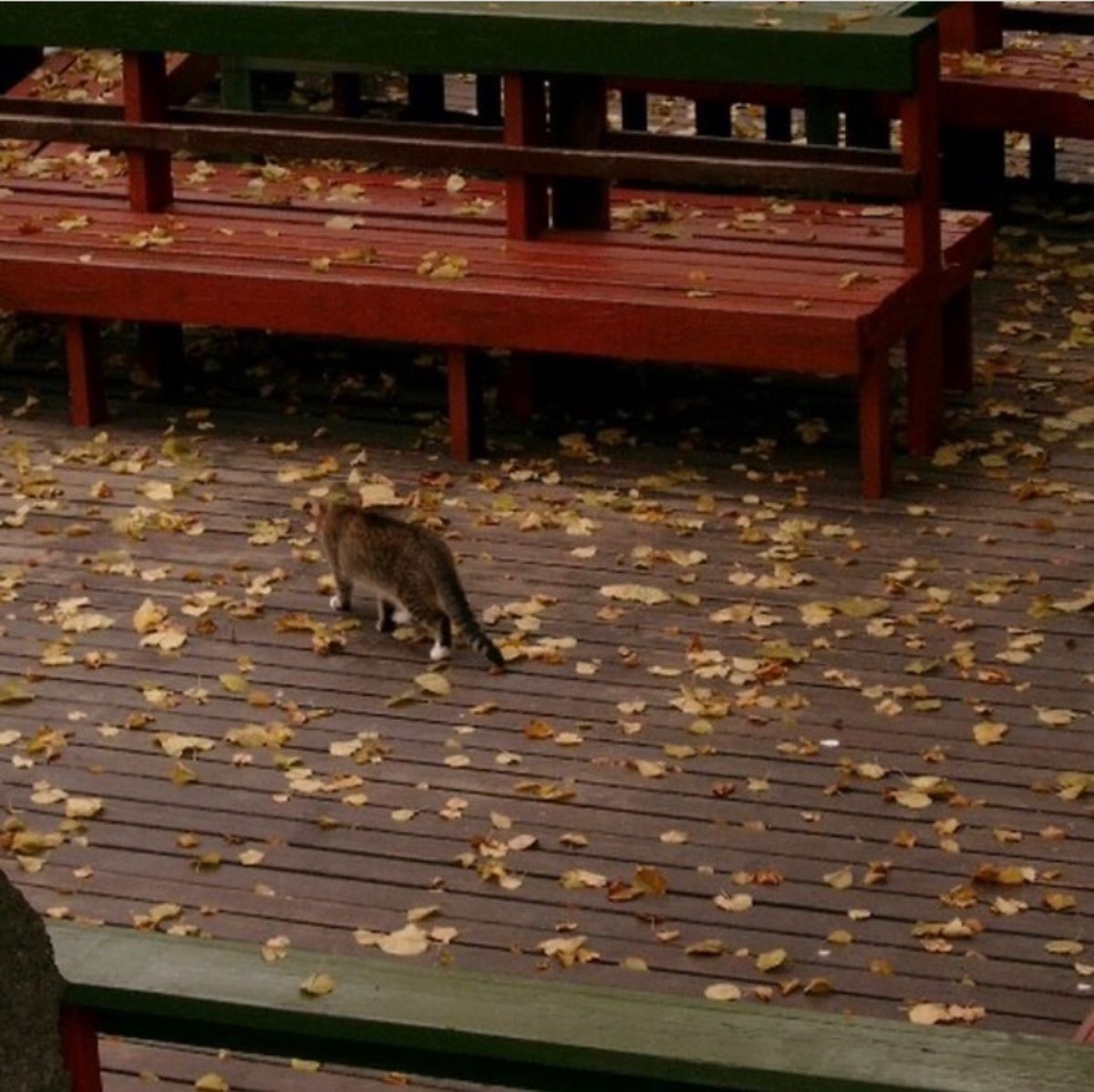 ヴィルニス。2007年11月頃。