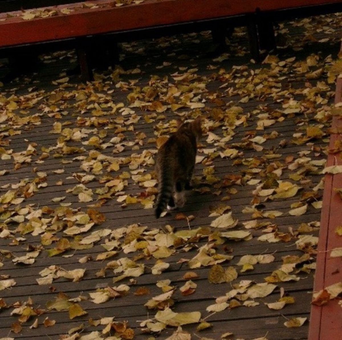 ヴィルニス。2007年11月頃。