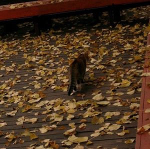 ヴィルニス。2007年11月頃。
