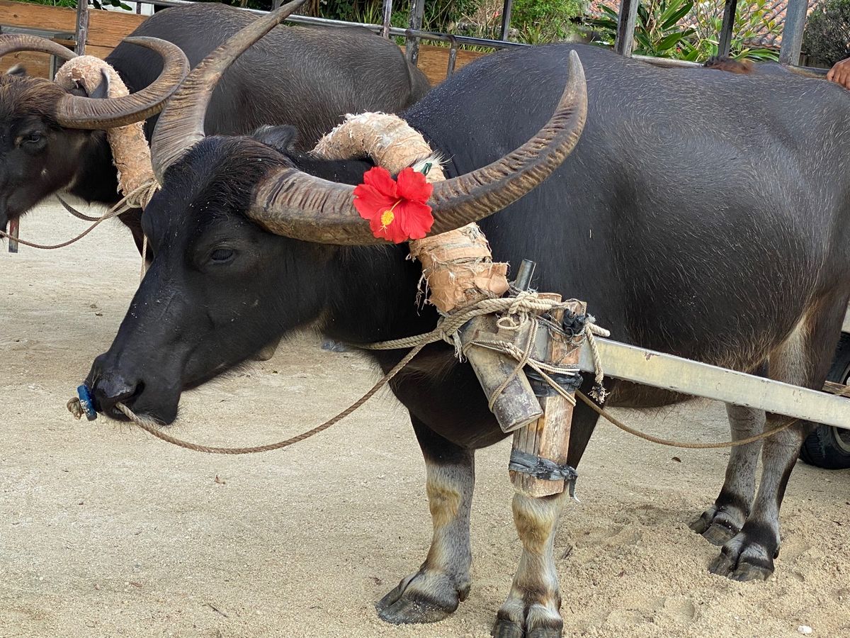 ①石垣島🏝
②竹富島🌺
③・④古宇利島♡𓇼𓆉 ⋆