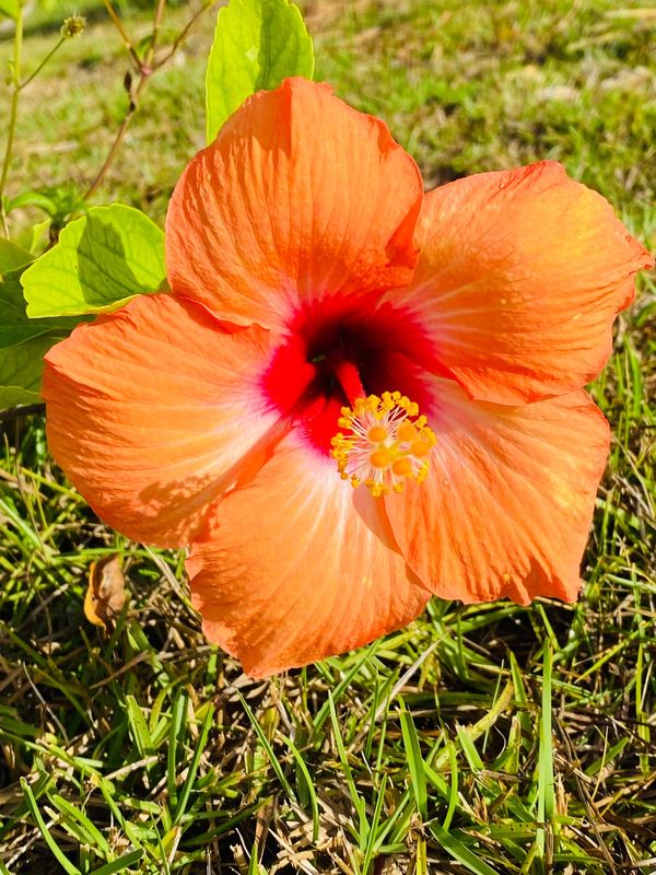 日本・竹富島「石垣島・竹富島・古宇利島🏝 ✈︎」の写真：ハイビスカス🌺巡り
様々なハイビスカスが...