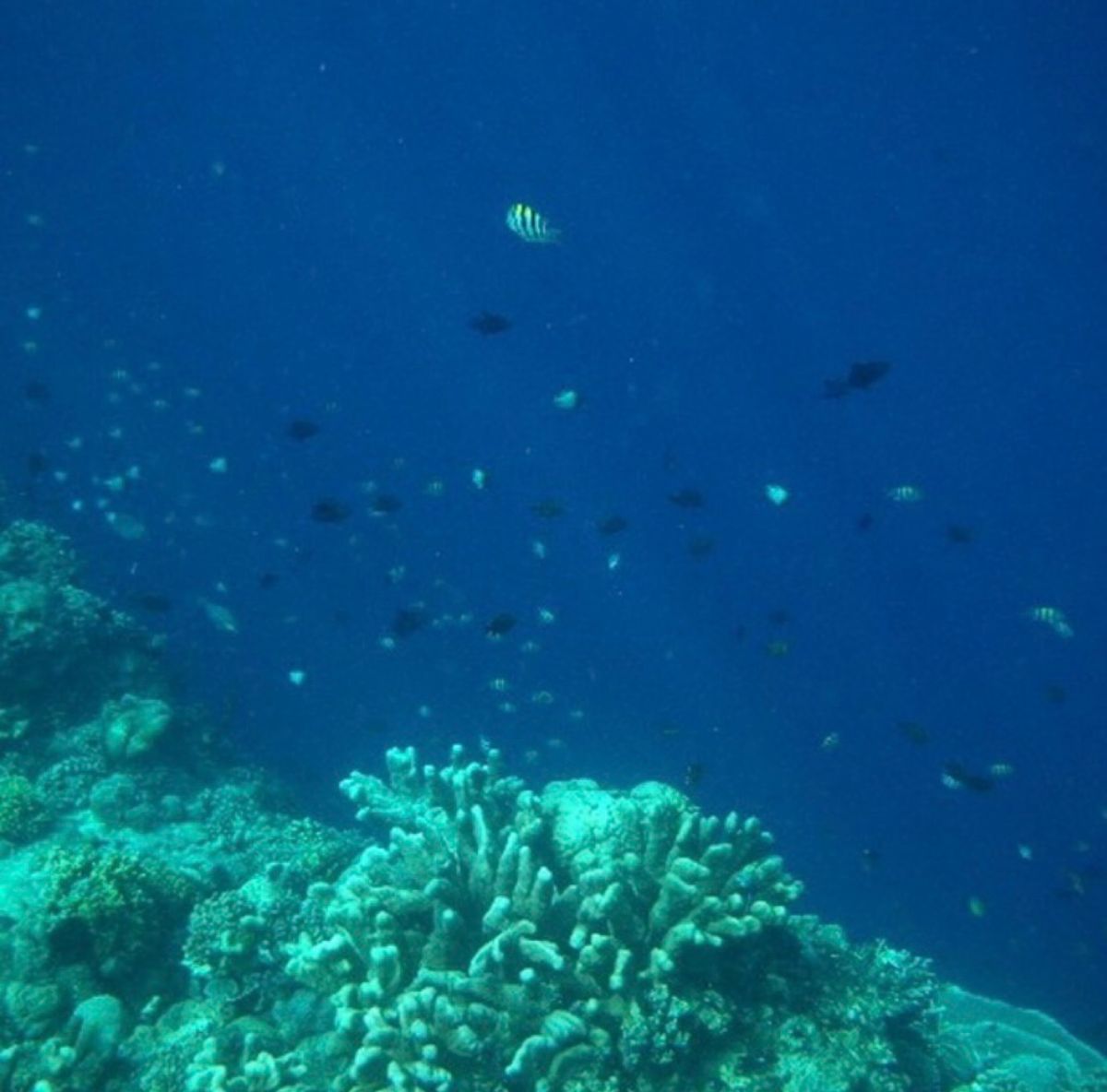 2010年10月27日。マナド。シュノーケルング。私ひとりのためにボート出...